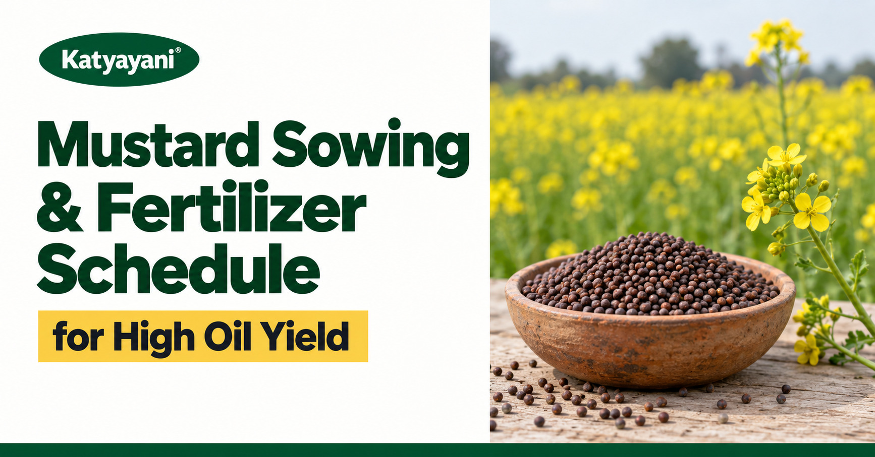 Mustard Sowing and Fertilizer Schedule for High Oil Yield