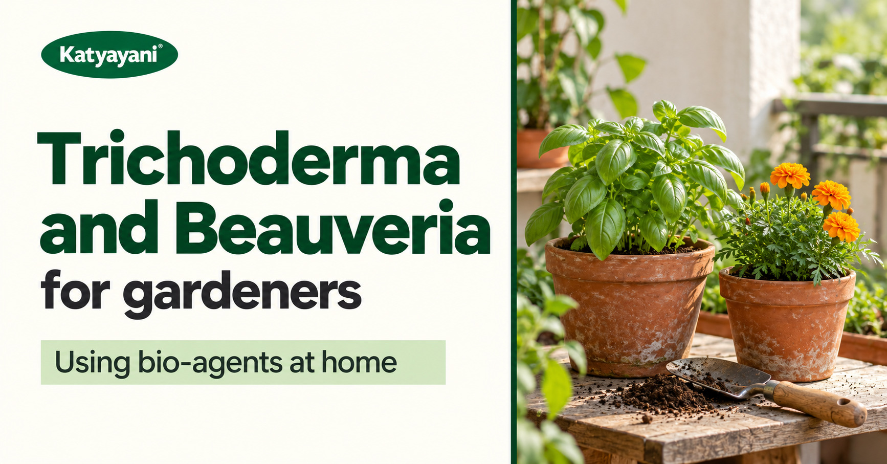 Trichoderma and Beauveria for gardeners: using bio-agents at home