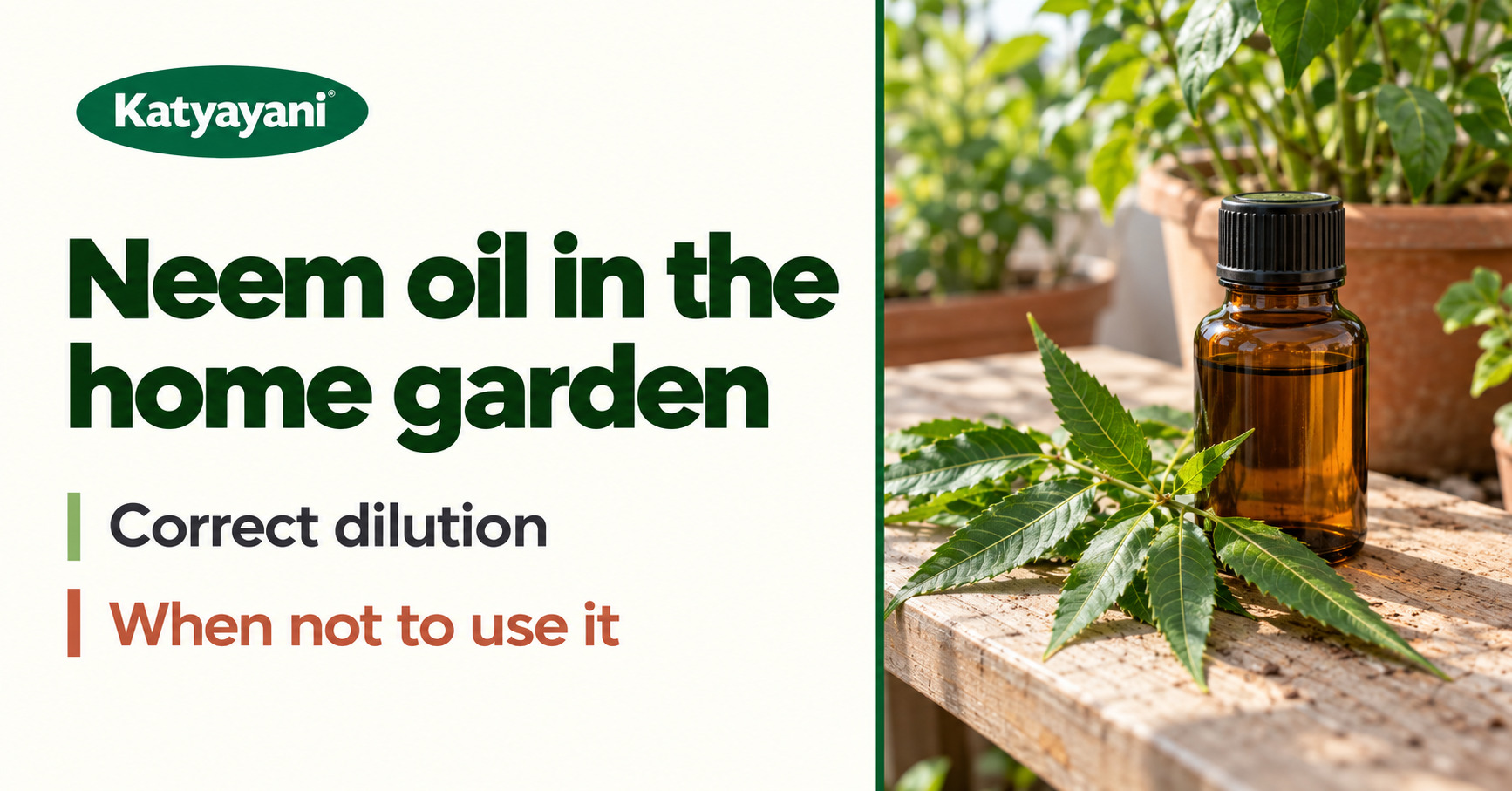 Neem oil in the home garden: correct dilution and when not to use it