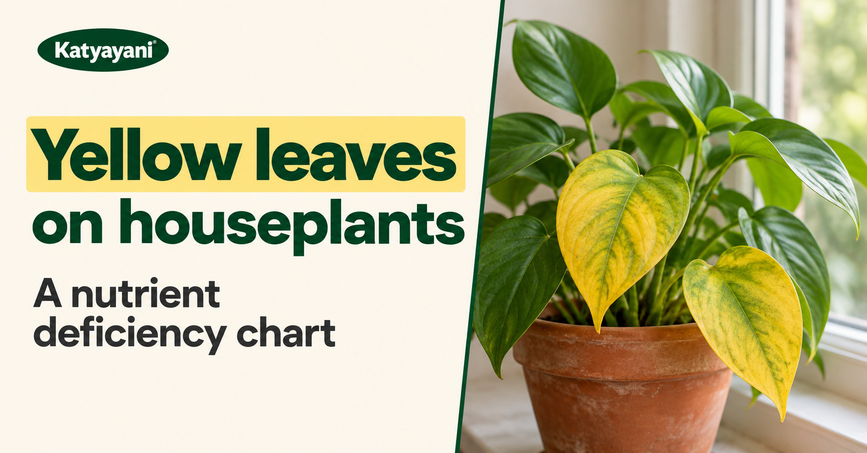 Yellow leaves on houseplants: a nutrient deficiency chart