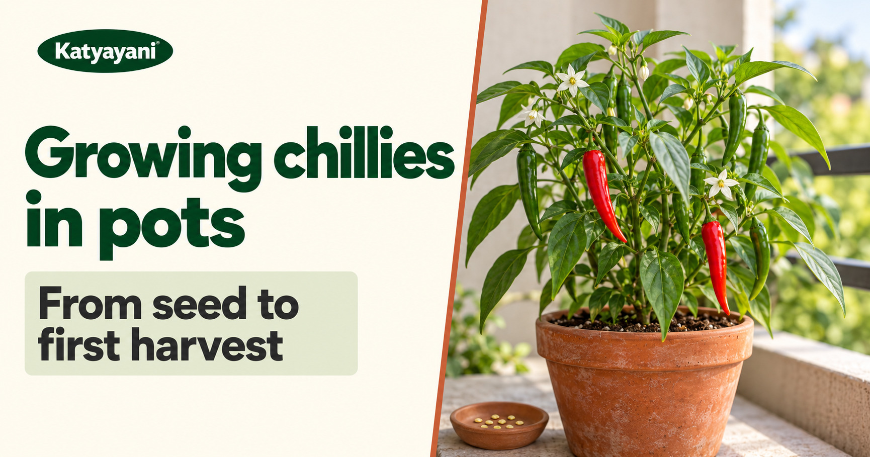 Growing chillies in pots: from seed to first harvest