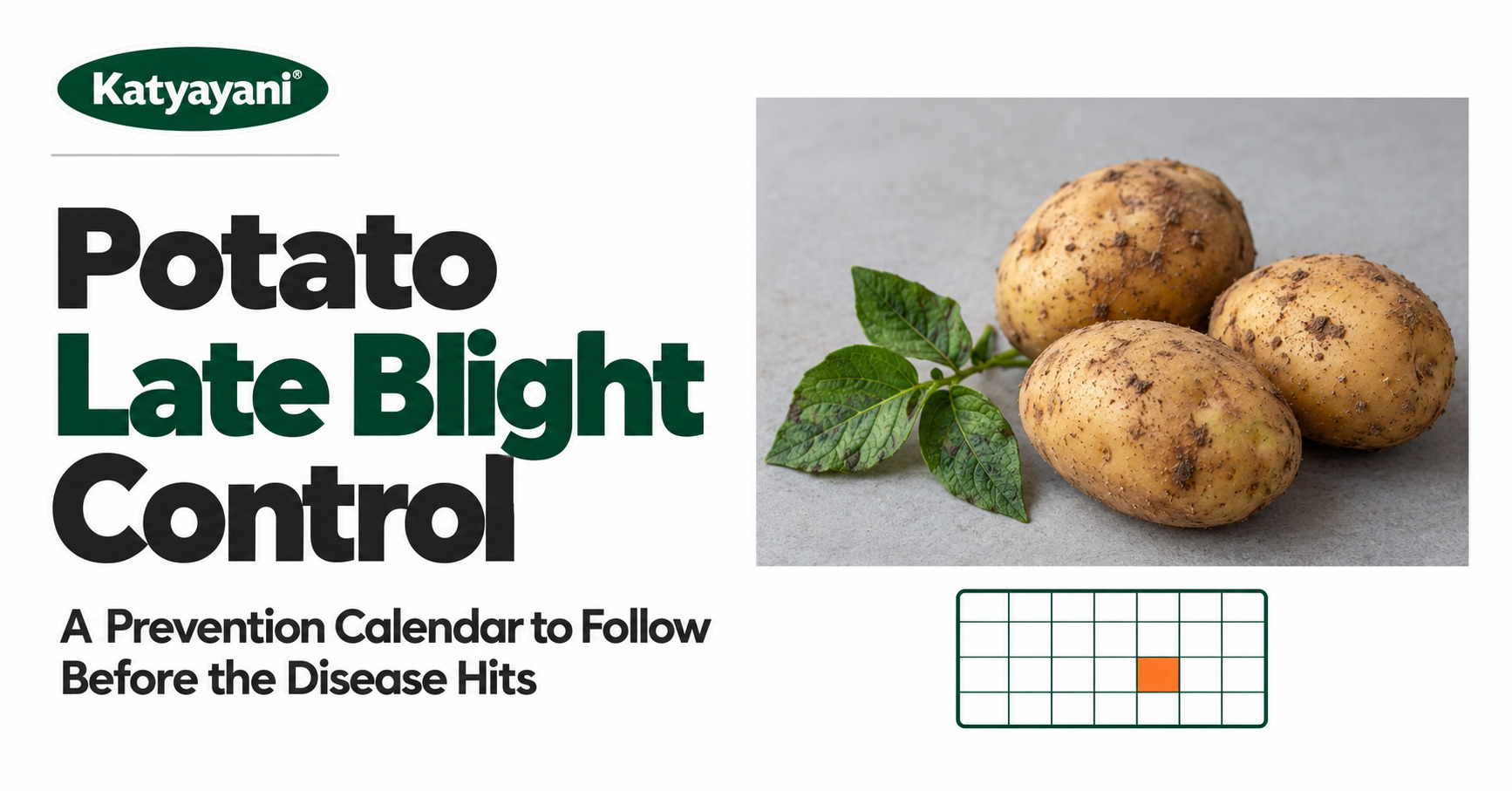 Potato Late Blight Control: A Prevention Calendar to Follow Before the Disease Hits