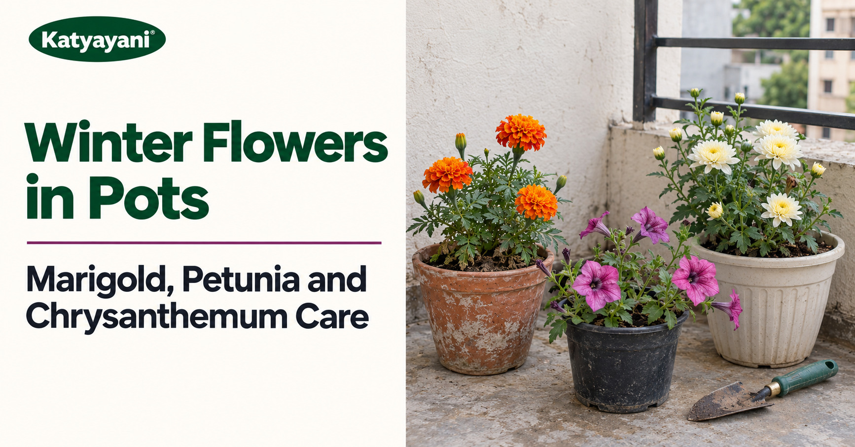 Winter Flowers in Pots: Marigold, Petunia and Chrysanthemum Care