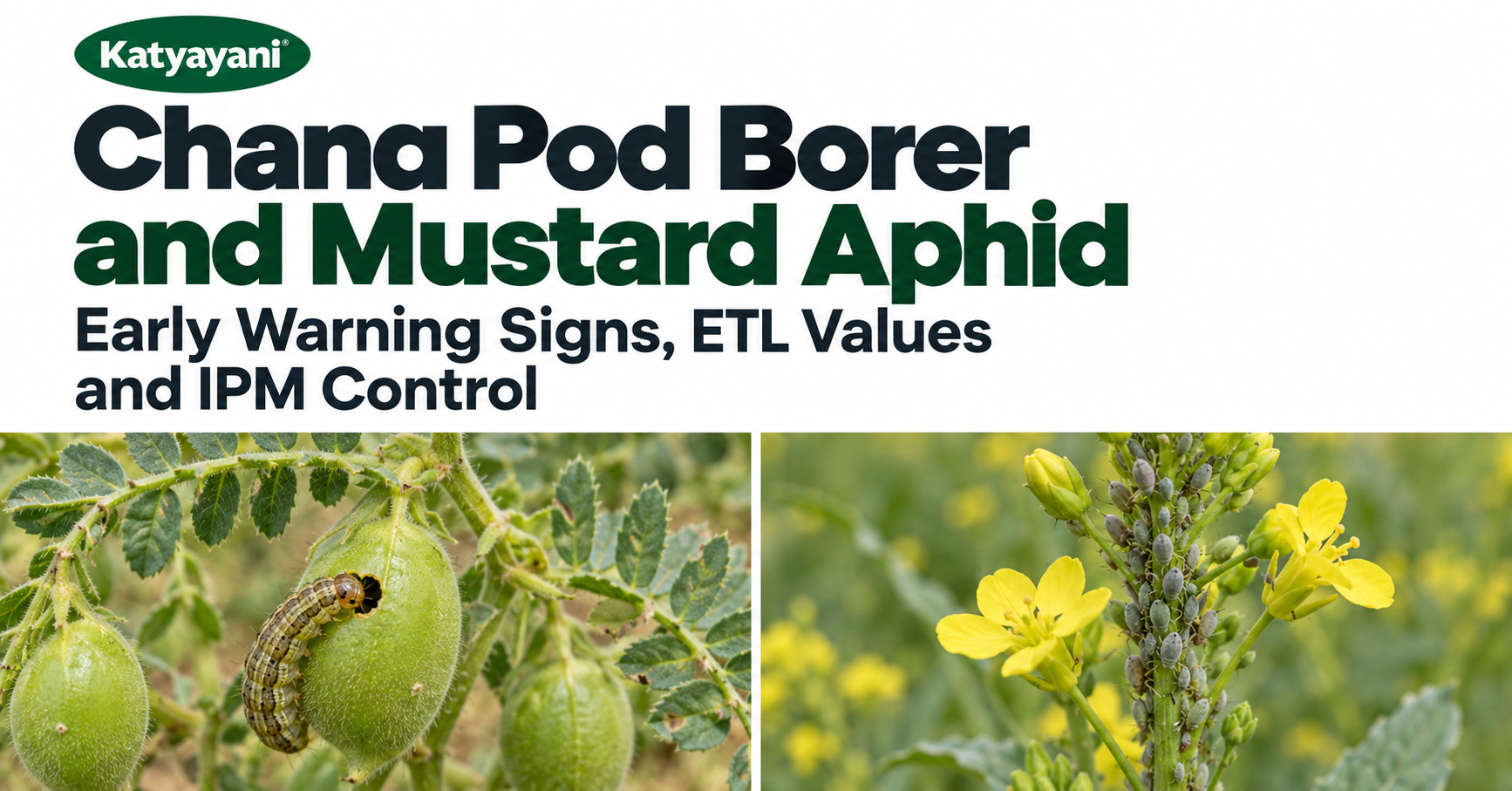 Chana Pod Borer and Mustard Aphid: Early Warning Signs, ETL Values and IPM Control