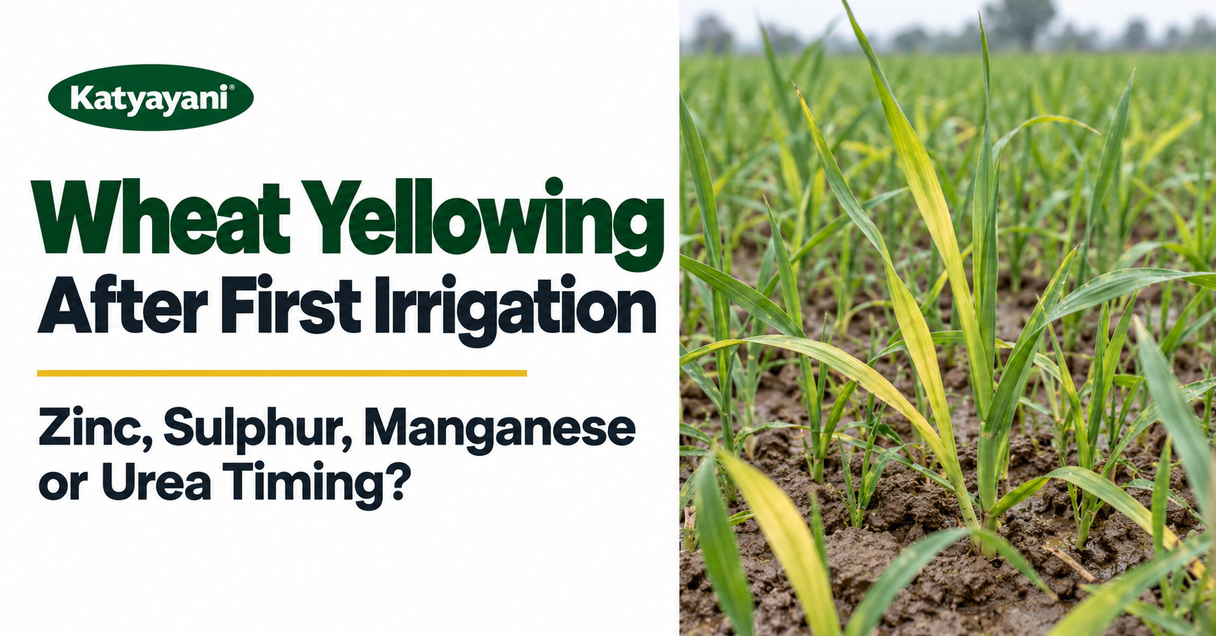 Wheat Yellowing After First Irrigation: Zinc, Sulphur, Manganese or Urea Timing?