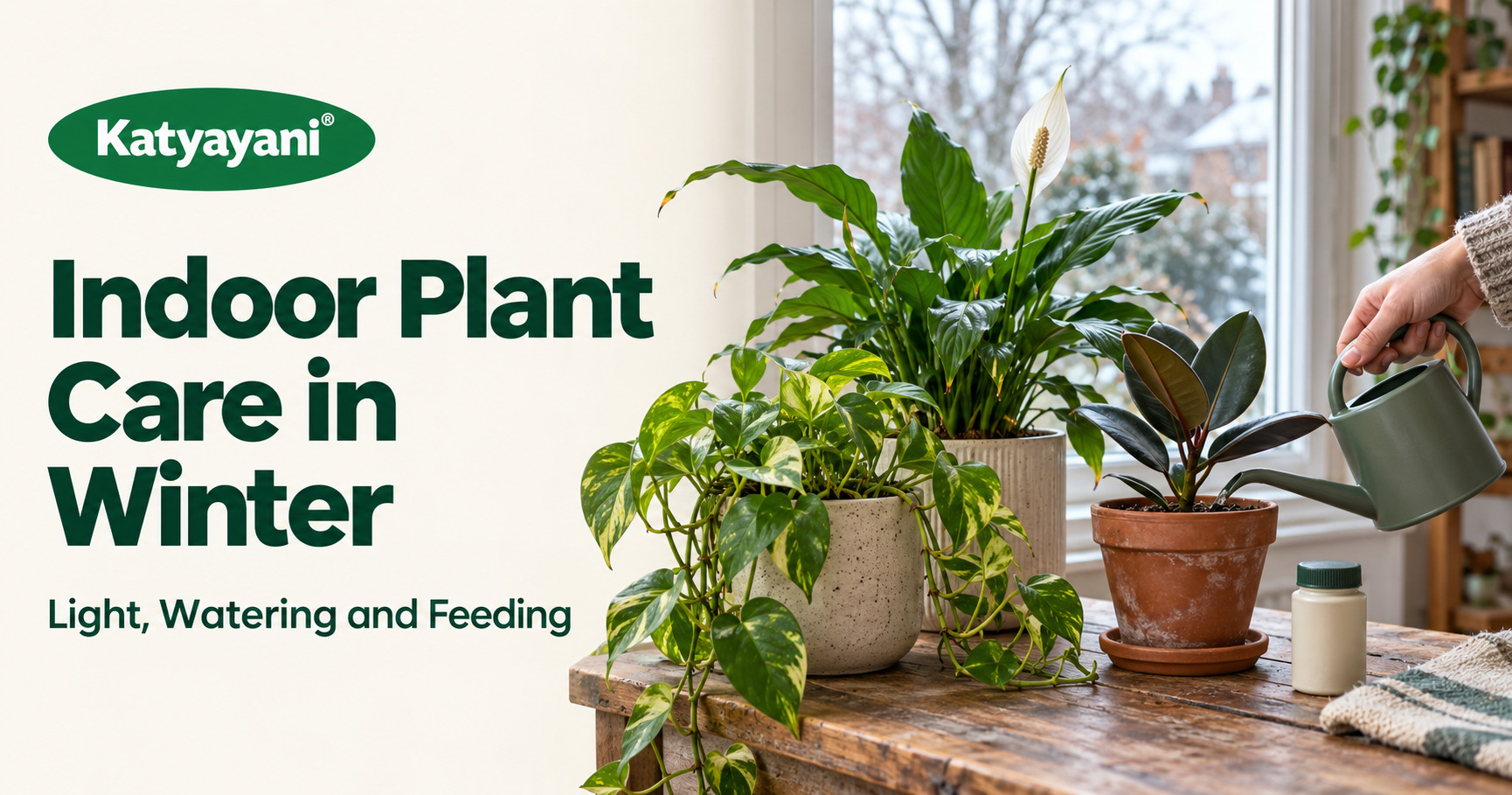Indoor Plant Care in Winter: Light, Watering and Feeding