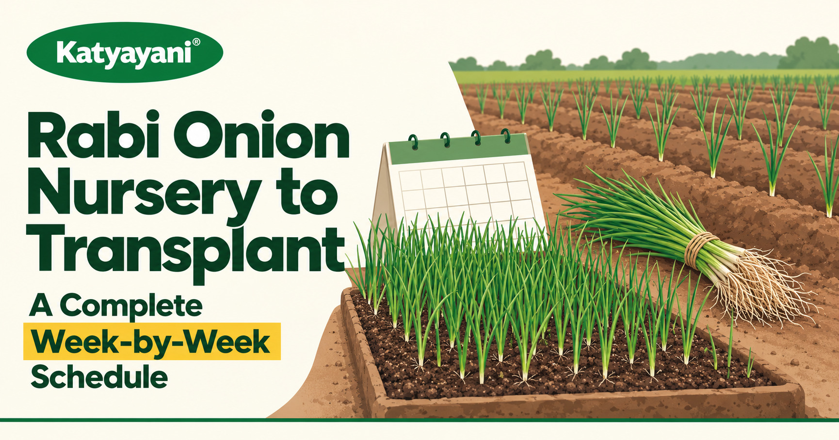 Rabi Onion Nursery to Transplant: A Complete Week-by-Week Schedule