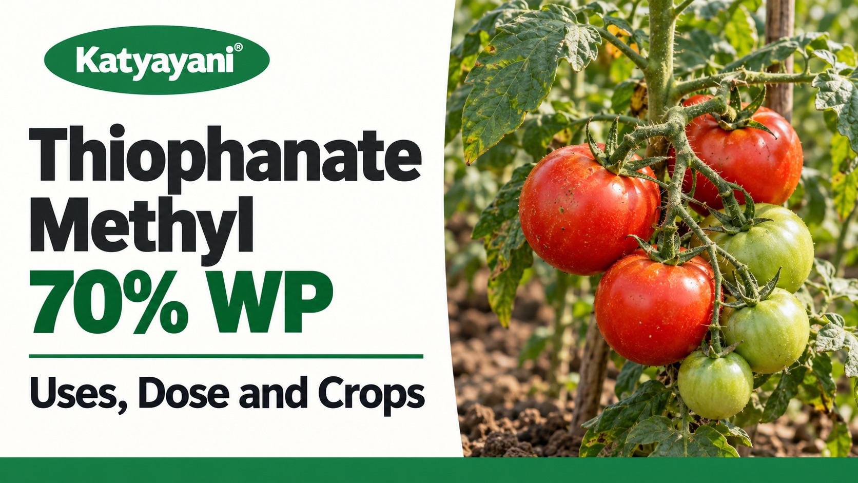 Thiophanate Methyl 70% WP: Uses, Dose and Crops