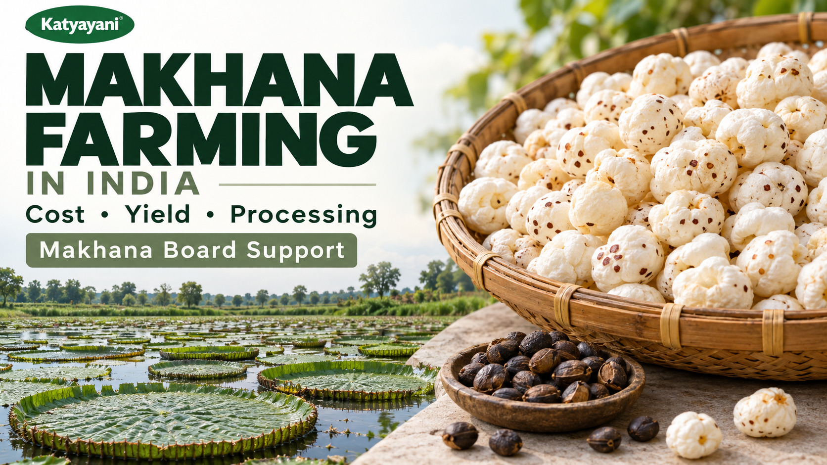 Makhana Farming in India: Cost, Yield, Processing and Makhana Board Support