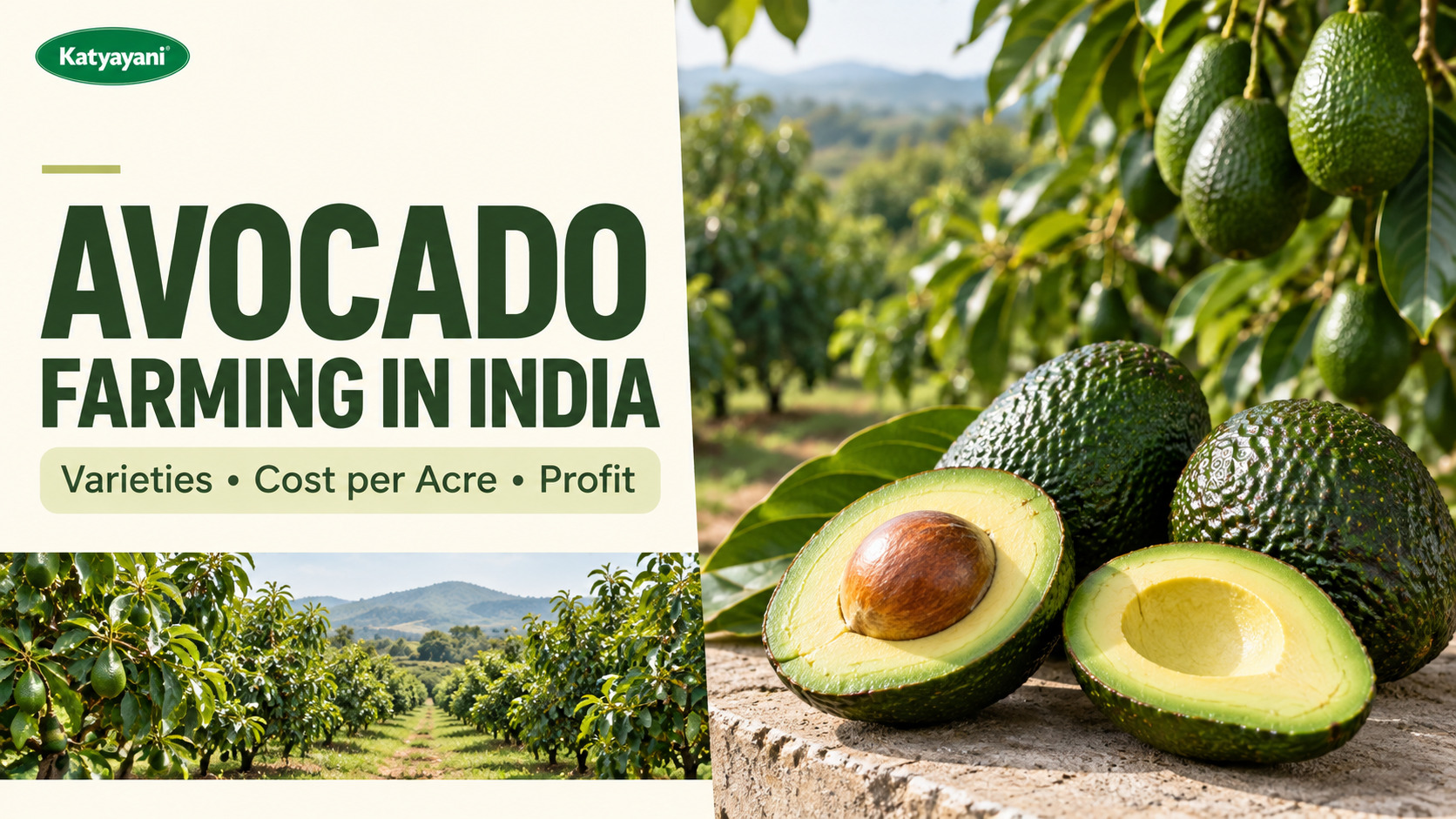 Avocado Farming in India: Varieties, Cost per Acre and Profit
