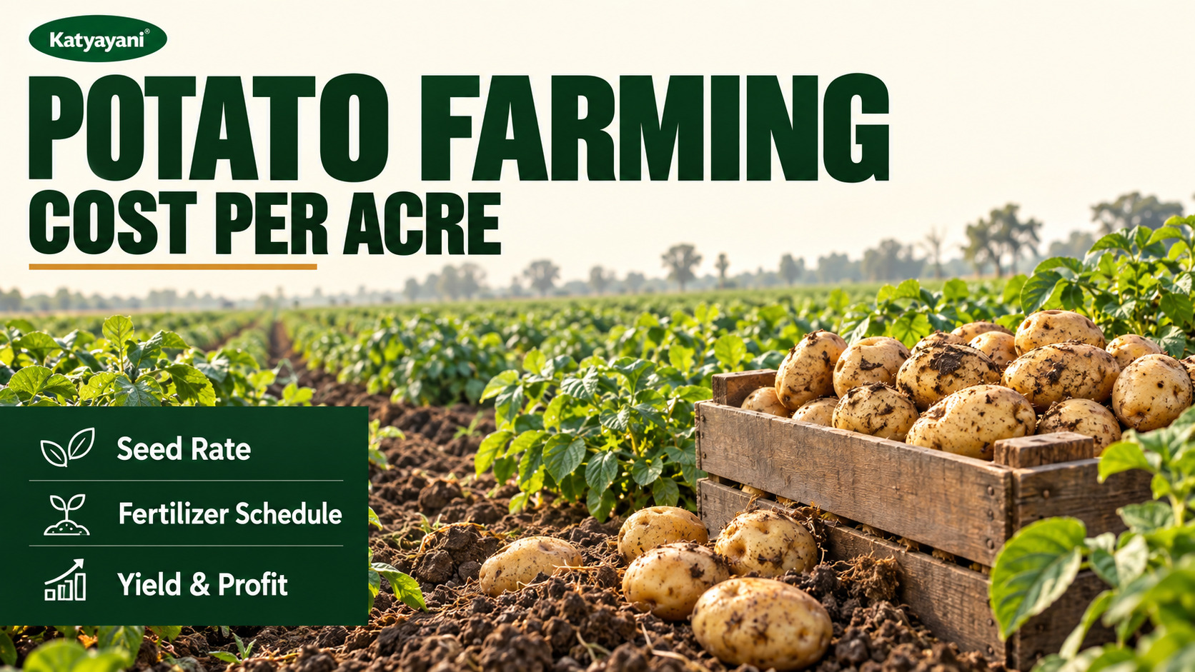 Potato Farming Cost per Acre: Seed Rate, Fertilizer Schedule, Yield and Profit