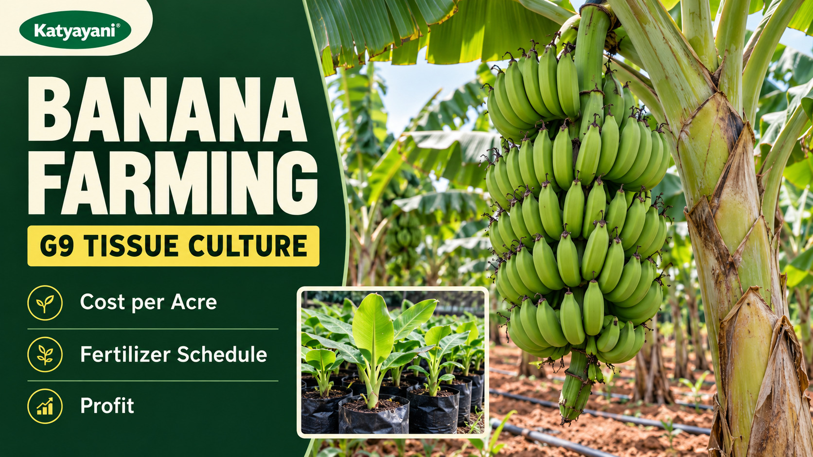 Banana Farming (G9 Tissue Culture): Cost per Acre, Fertilizer Schedule and Profit