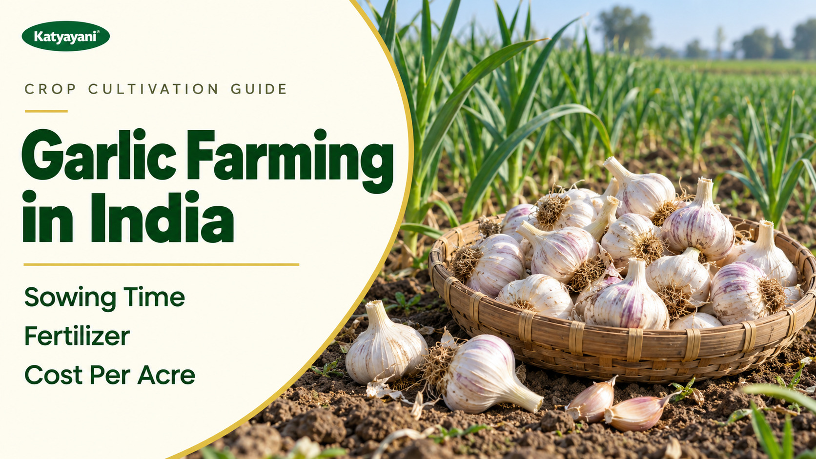 Garlic Farming in India: Sowing Time, Fertilizer and Cost Per Acre