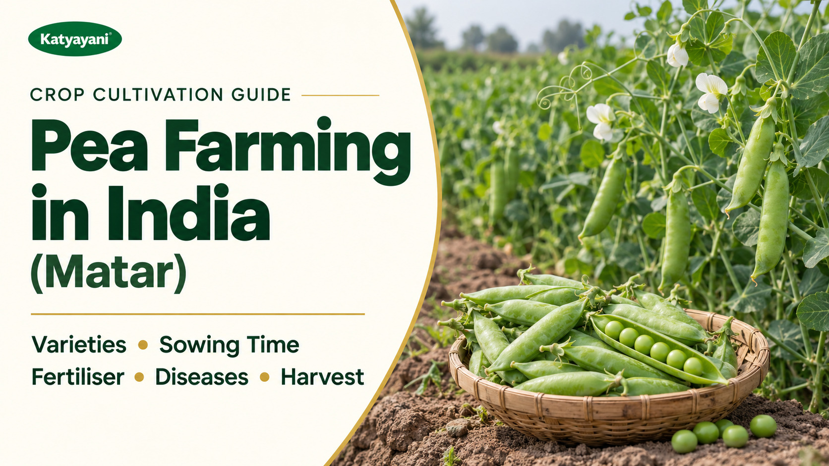 Pea Farming in India (Matar): Varieties, Sowing Time, Fertiliser, Diseases and Harvest