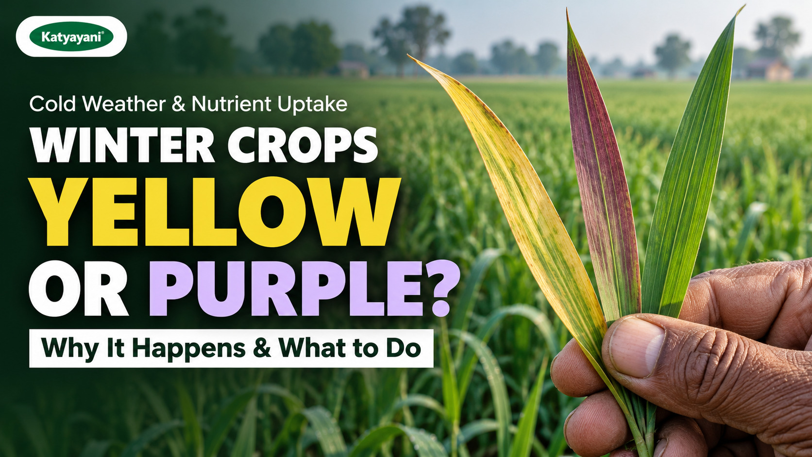 Cold Weather and Nutrient Uptake: Why Winter Crops Turn Yellow or Purple and What to Do