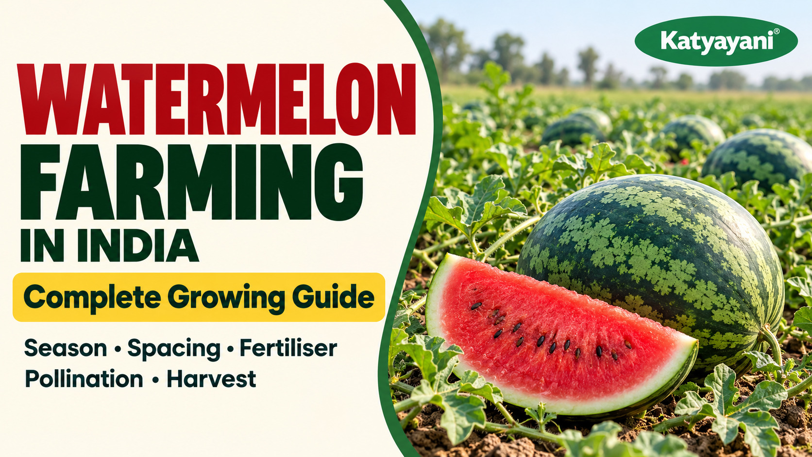 Watermelon Farming in India: Package of Practices, Season, Spacing, Fertiliser, Pollination and Harvest
