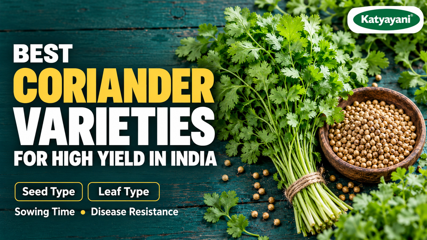 Best Coriander Varieties for High Yield in India: Seed Type, Leaf Type, Sowing Time and Disease Resistance