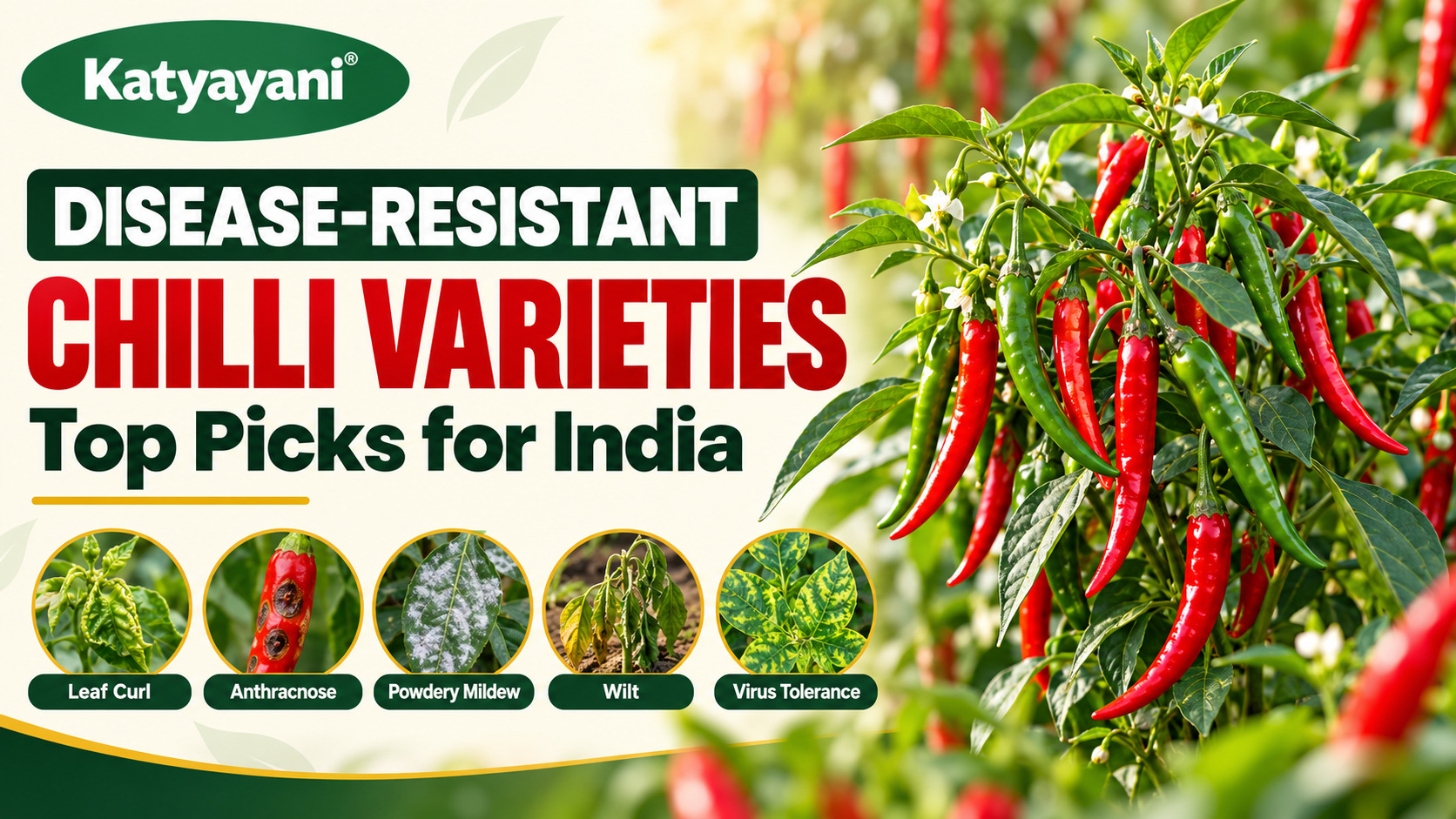 Disease Resistant Chilli Varieties in India: Leaf Curl, Anthracnose, Powdery Mildew, Wilt and Virus Tolerant Picks