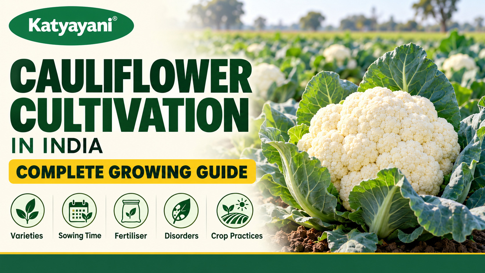 Cauliflower Cultivation in India: Package of Practices, Varieties, Sowing Time, Fertiliser and Disorders