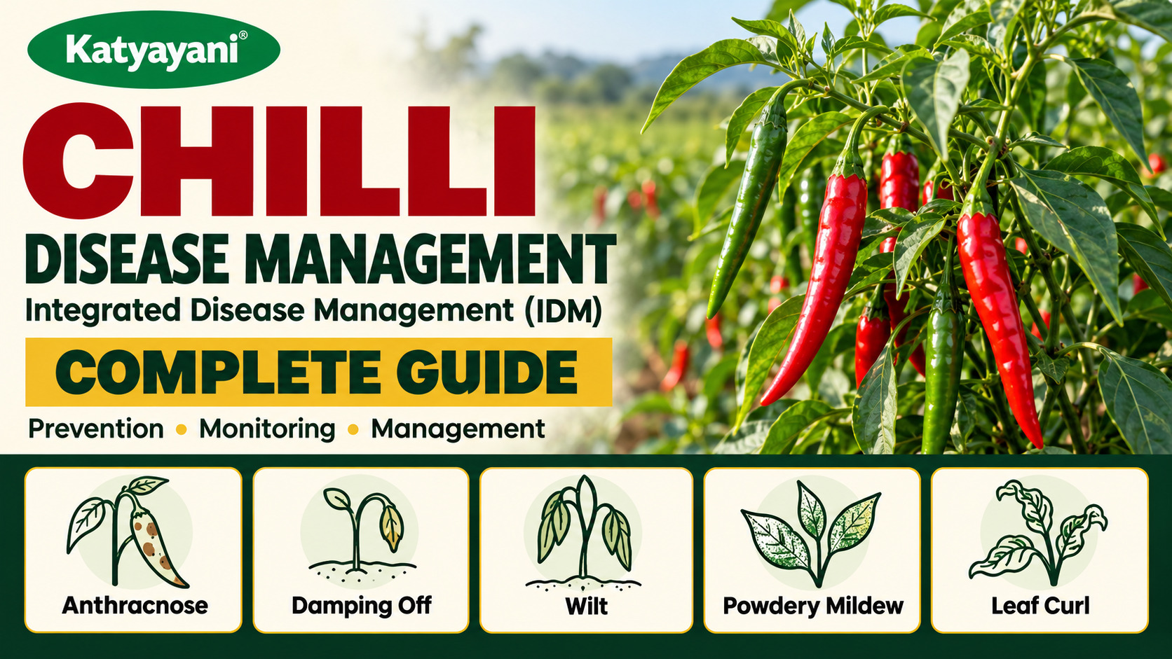 Integrated Disease Management (IDM) in Chilli: Complete Guide to Anthracnose, Damping Off, Wilt, Powdery Mildew and Leaf Curl