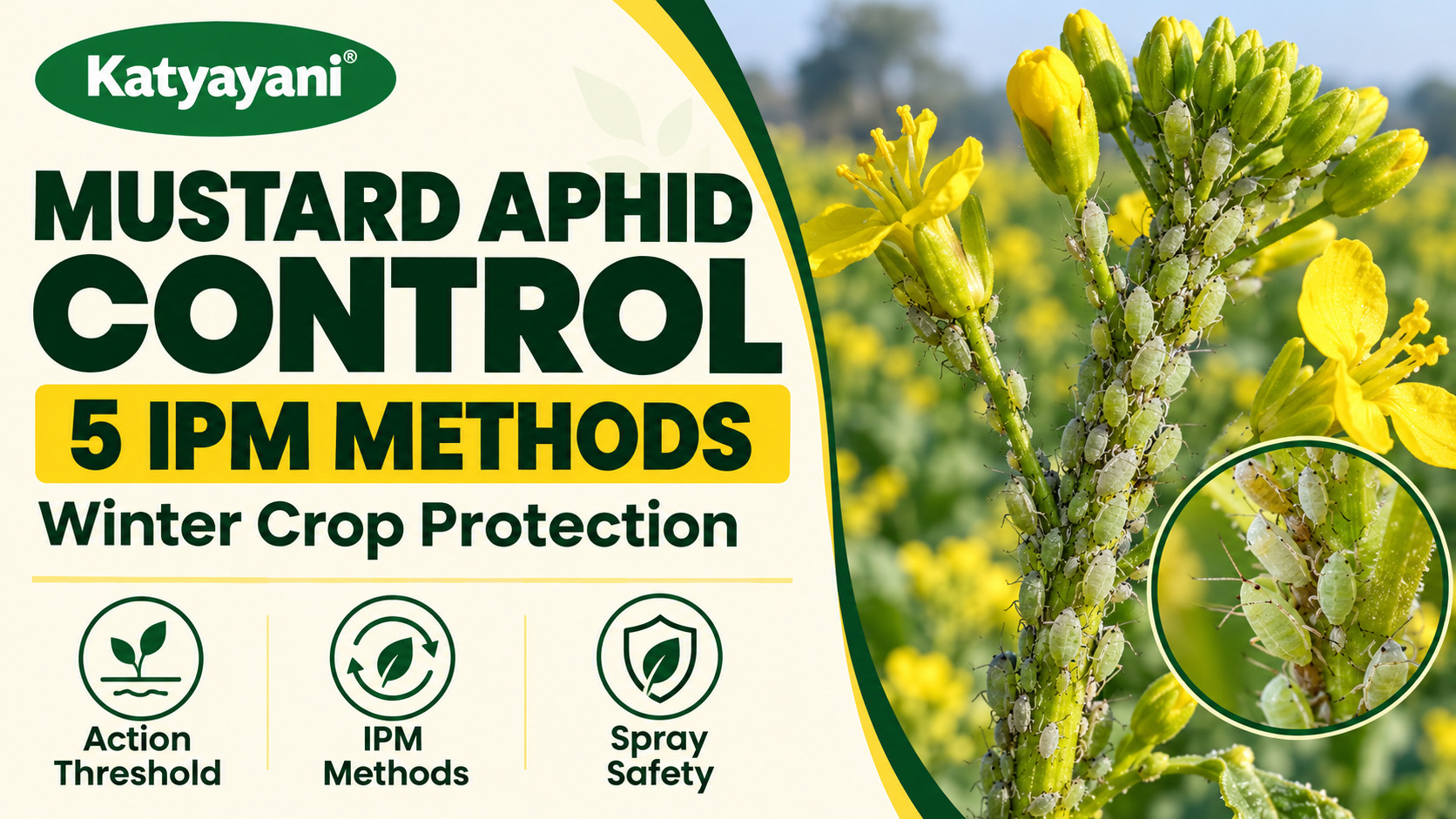 Mustard Aphid Control: Threshold, 5 IPM Methods and Safe Sprays for Winter