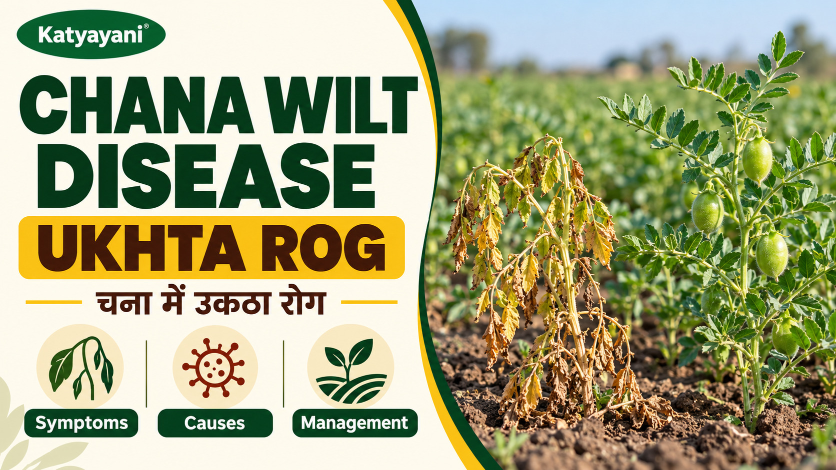 Chana Wilt Disease (Ukhta Rog): How to Spot It, What Causes It and How to Control It