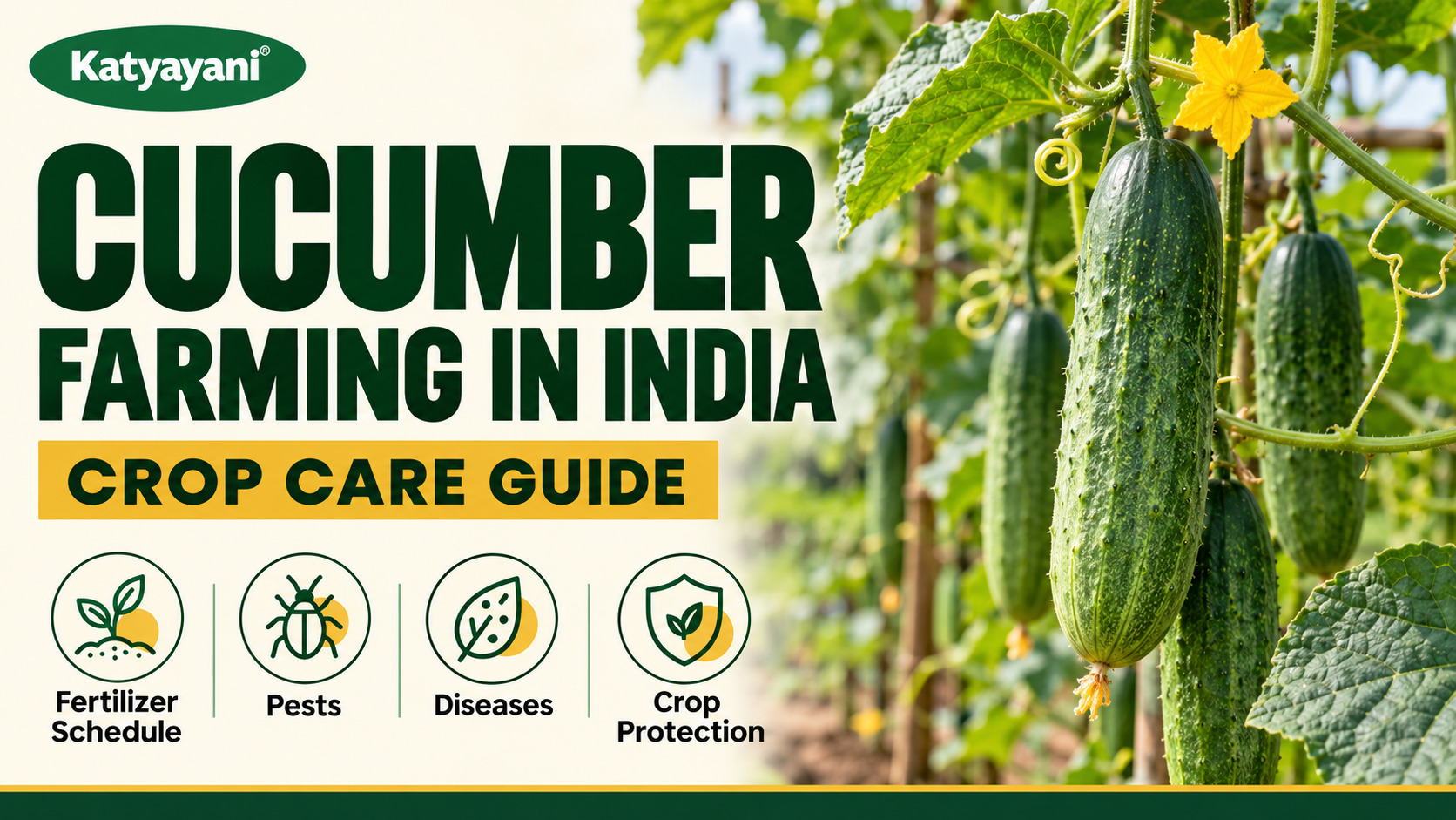Cucumber Farming in India: Fertilizer Schedule, Pests, Diseases and Crop Protection