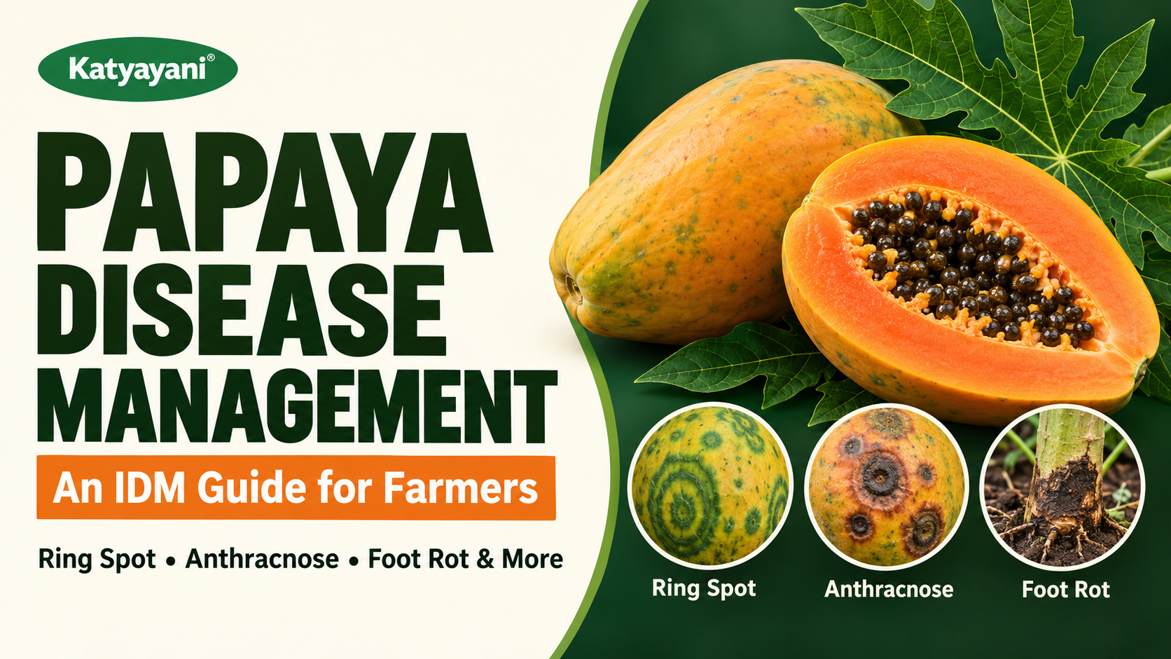 Papaya Disease Management: An IDM Guide for Farmers (Ring Spot, Anthracnose, Foot Rot and More)