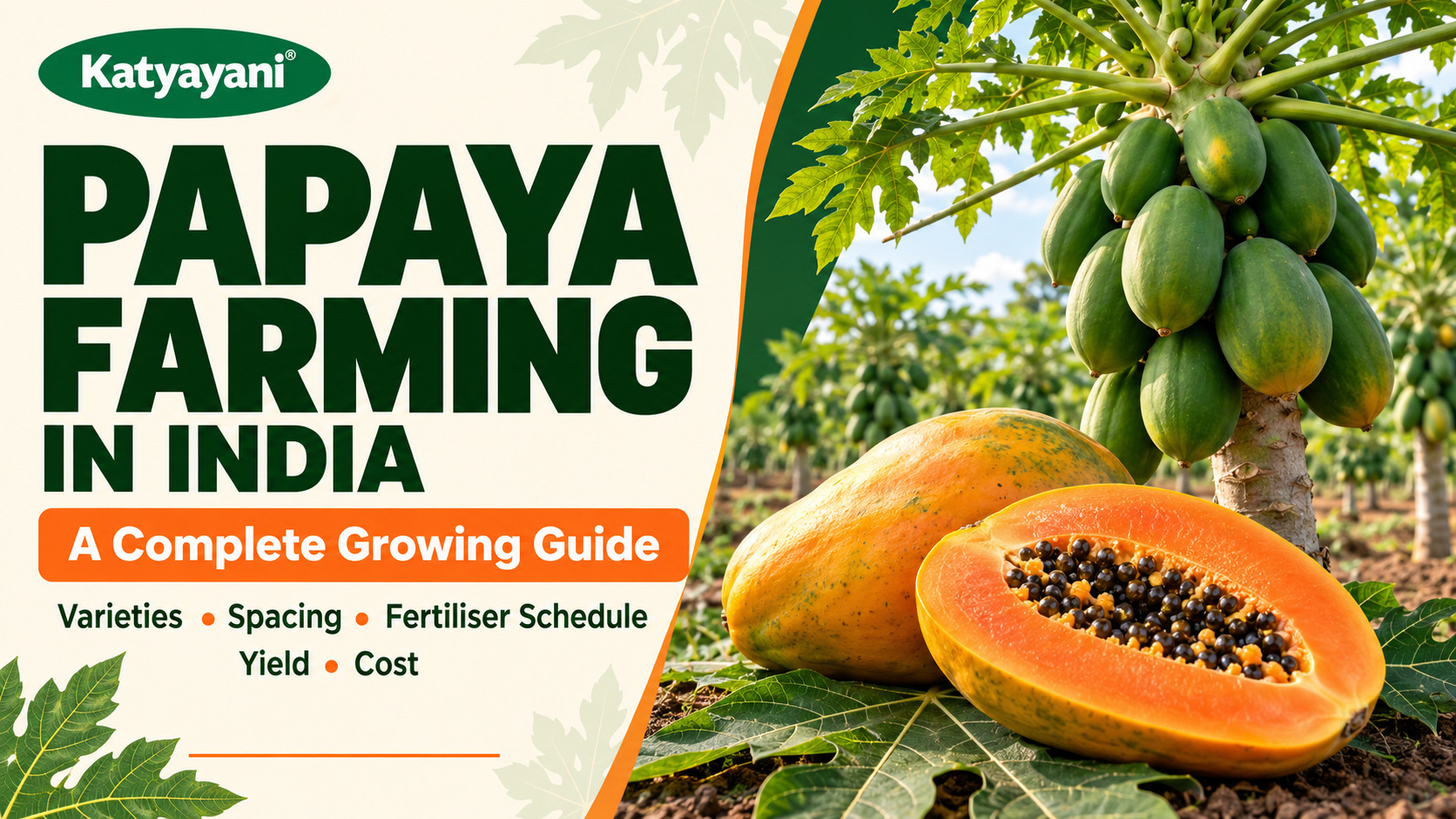 Papaya Farming in India: Varieties, Spacing, Fertiliser Schedule, Yield and Cost