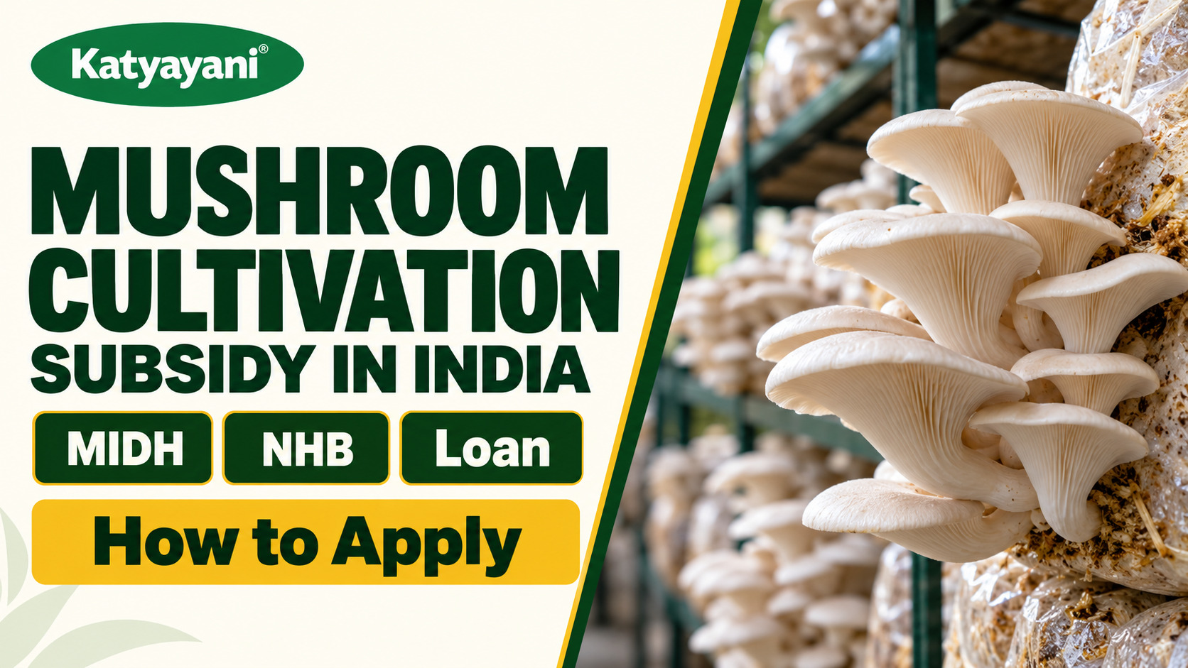 Subsidy for Mushroom Cultivation in India: MIDH, NHB, Loan and How to Apply