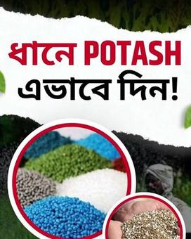 ধানে POTASH এভাবে দিন!