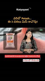 వరిలో Potash... ఈ 3 దశలు మిస్ కావొద్దు
